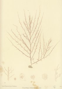 英国海草（自然印刷） 作者 英语学校